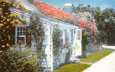 Roses at Nantucket Siasconset, Massachusetts Postcard