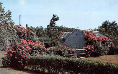 Rose covered Cottages Siasconset, Massachusetts Postcard