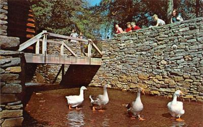 Village geese promenating at the Gristmill Sturbridge, Massachusetts Postcard