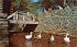 Village geese promenating at the Gristmill Sturbridge, Massachusetts Postcard