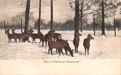 Deer in Wachusett Reservation Wachusetts, Massachusetts Postcard