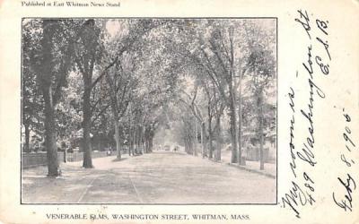 Venerable Elms Whitman, Massachusetts Postcard