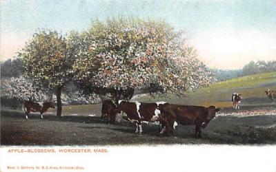 Apple-Blossoms Worcester, Massachusetts Postcard