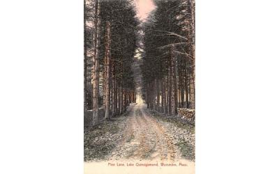 Pine Lane Worcester, Massachusetts Postcard