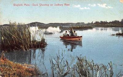 Duck Shooting on Sudbury River Wayland, Massachusetts Postcard