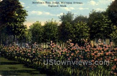 Mershon's Rose Hedge - Saginaw, Michigan MI Postcard