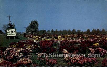 Garden of Chrysanthemums - Saginaw, Michigan MI Postcard