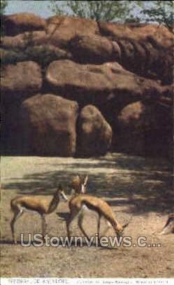 Springbuck Antelope - St. Louis, Missouri MO Postcard