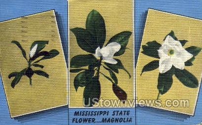 Mississippi State Flower Magnolia - Misc Postcard