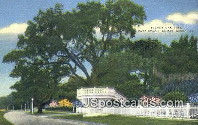 Sturdy Oak Tree, East Beach - Biloxi, Mississippi MS Postcard