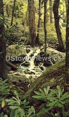 Waterfalls in the Forest - Grandfather Mountain, North Carolina NC Postcard