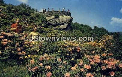 Rhododendron and Flame Azalea - Grandfather Mountain, North Carolina NC Postcard