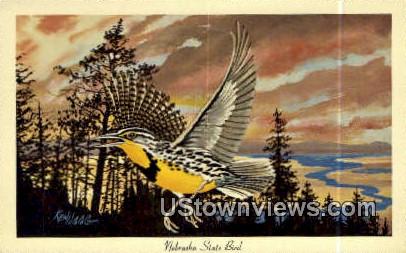 State Bird - Nebraska NE Postcard