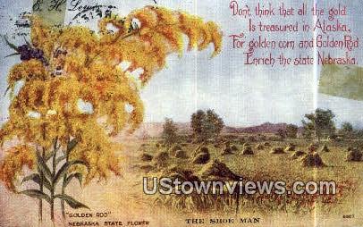 Golden Rod, State Flower - Nebraska NE Postcard