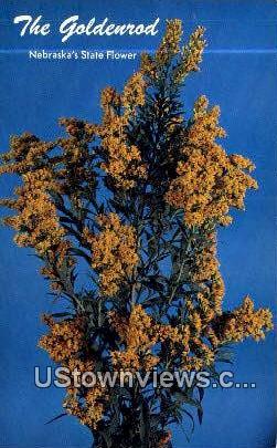 Goldenrod - State Flower, Nebraska NE Postcard