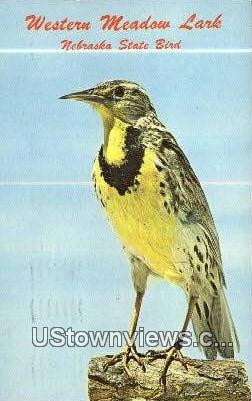Western Meadow Lark - State Bird, Nebraska NE Postcard