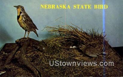 State Bird - Nebraska NE Postcard