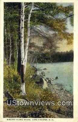 Birches along Shore - Lake Sunapee, New Hampshire NH Postcard