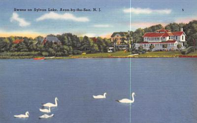 Swans on Sylavan Lake Avon, New Jersey Postcard