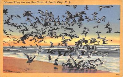 Dinner-Time for the Sea Gulls Atlantic City, New Jersey Postcard
