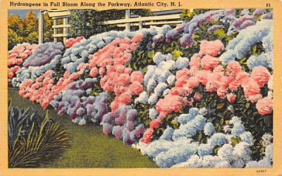 Hydrangeas in Full Bloom along the Parkway Atlantic City, New Jersey Postcard