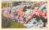 Hydrangeas, Full Bloom Atlantic City, New Jersey Postcard