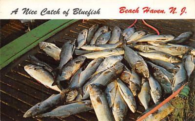 A Nice Catch of Bluefish Beach Haven, New Jersey Postcard