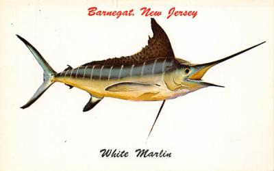 White Marlin Barnegat Bay, New Jersey Postcard