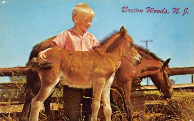 Proud of his colts Breton Woods, New Jersey Postcard