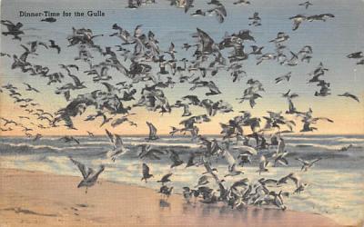 Dinner-Time for the Gulls Beach Scene, New Jersey Postcard