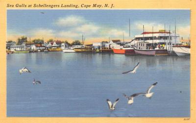 Sea Gulls at Schellengers Landing Cape May, New Jersey Postcard