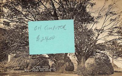 Yew Trees at E. Haddons House Haddonfield, New Jersey Postcard