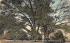 Yew Trees at E. Haddons House Haddonfield, New Jersey Postcard