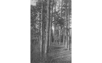 The Pines Lakehurst, New Jersey Postcard