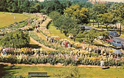 Presby Memorial Iris Gardens, Mountainside Park Montclair, New Jersey Postcard