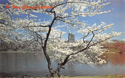 cherry blossoms, Branch Brook Park Newark, New Jersey Postcard