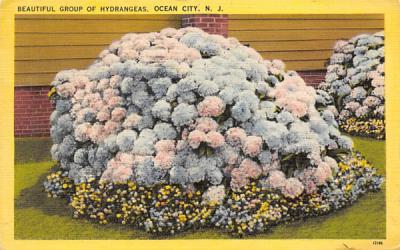 Beautiful Group of Hydrangeas Ocean City, New Jersey Postcard