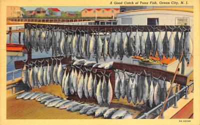 A Good Catch of Tuna Fish Ocean City, New Jersey Postcard