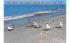 Seagulls, sandpipers, seashells  Ocean City, New Jersey Postcard