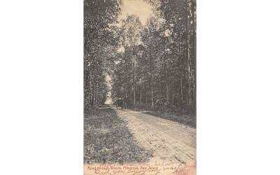 Road through Woods Pittsgrove, New Jersey Postcard