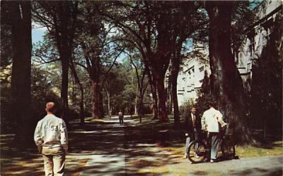 McCosh Walk, Princeton University New Jersey Postcard
