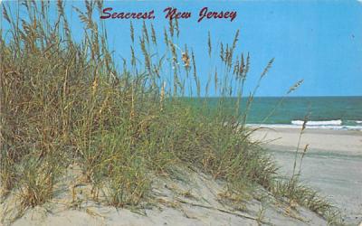 Sea Oats on the Dunes Seacrest, New Jersey Postcard