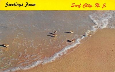 Sandpipers at the water's edge Surf City, New Jersey Postcard