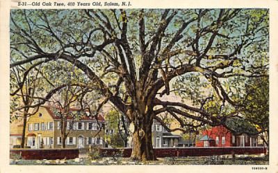 Old Oak Tree Salem, New Jersey Postcard