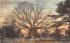 Old Oak Tree Salem, New Jersey Postcard