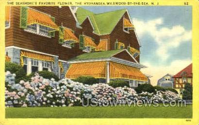 Hydrangea - Wildwood-by-the Sea, New Jersey NJ Postcard