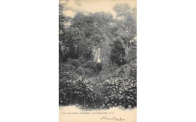 In Natures Garden Wildwood, New Jersey Postcard