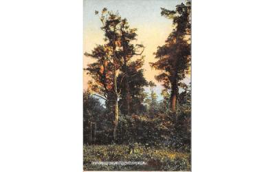 Deep Tangled Wildwood New Jersey Postcard