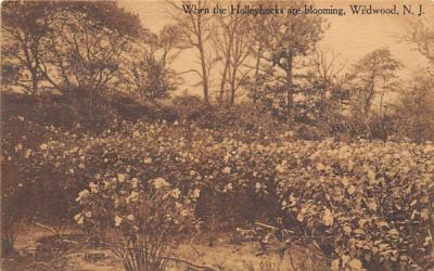 When the Holleyhocks are blooming Wildwood, New Jersey Postcard