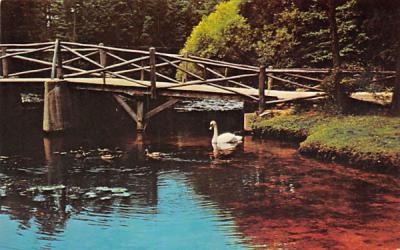Waterfowl and rustic bridge at America's Keswick Whiting, New Jersey Postcard